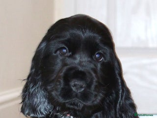 Cocker Spaniel dogs KC registered Cocker Spaniel. - Advert 1