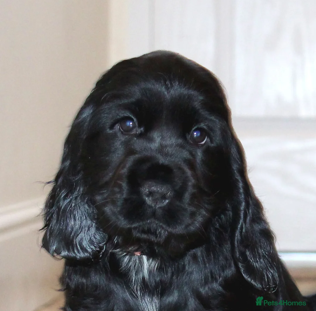 Cocker Spaniel dogs for sale: KC registered Cocker Spaniel.  - Advert 2