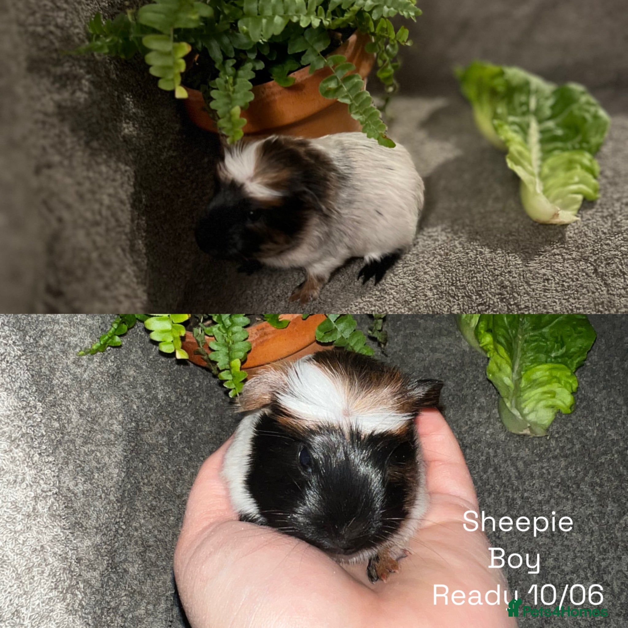 Guinea Pig rodents Baby guinea pigs for sale - Advert 11