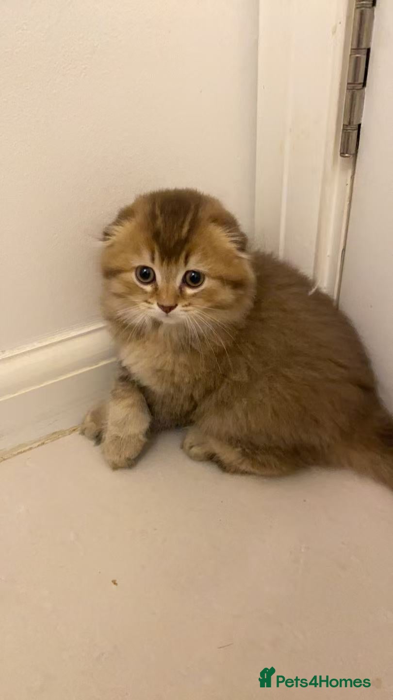 Scottish Fold cats Stunning Scottish fold kittens are ready - Advert 2
