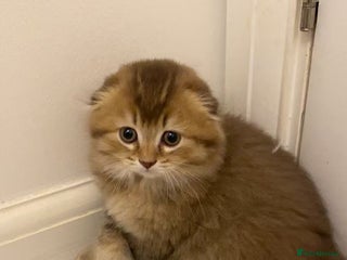 Scottish Fold cats Stunning Scottish fold kittens are ready - Advert 2
