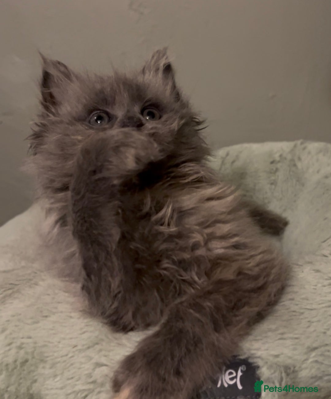 Maine Coon cats for sale: Maine Coon girl READY NOW - Advert 4