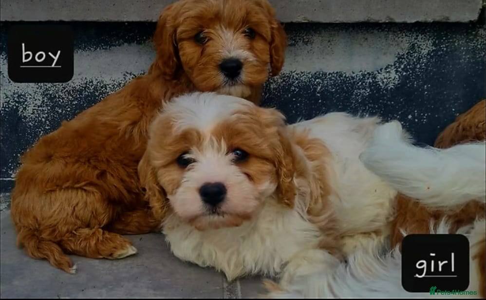 Cavapoo dogs Health checked cavapoo puppies - Advert 13