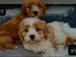 Cavapoo dogs Health checked cavapoo puppies - Advert 13