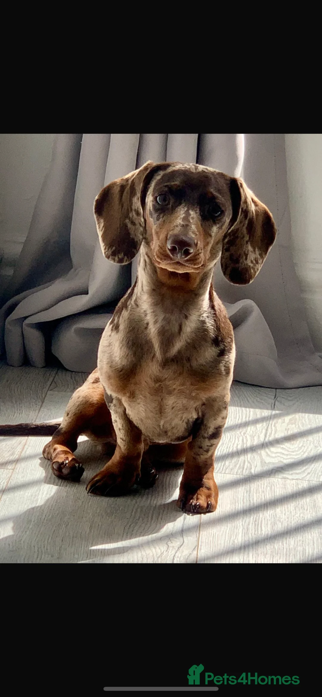 Dachshund dogs for stud: Male dapple dachshund  in Liverpool - Advert 2