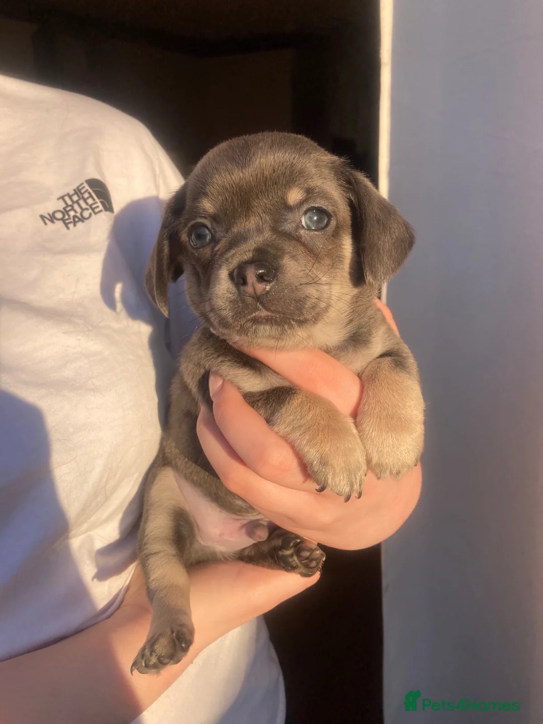 Chiweenie dogs for sale: Ready to go now ! X - Advert 1