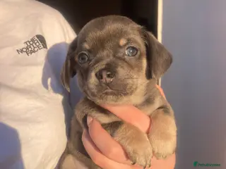 Chiweenie dogs Chihuahua / dash puppy’s - Advert 1