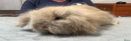Angora rabbits for sale: Two Female Baby Teddy Widder rabbits for sale - Advert 3