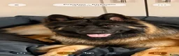 German Shepherd dogs for stud: Stunning Long-Coat German Shepherd Stud Available in Preston - Advert 5