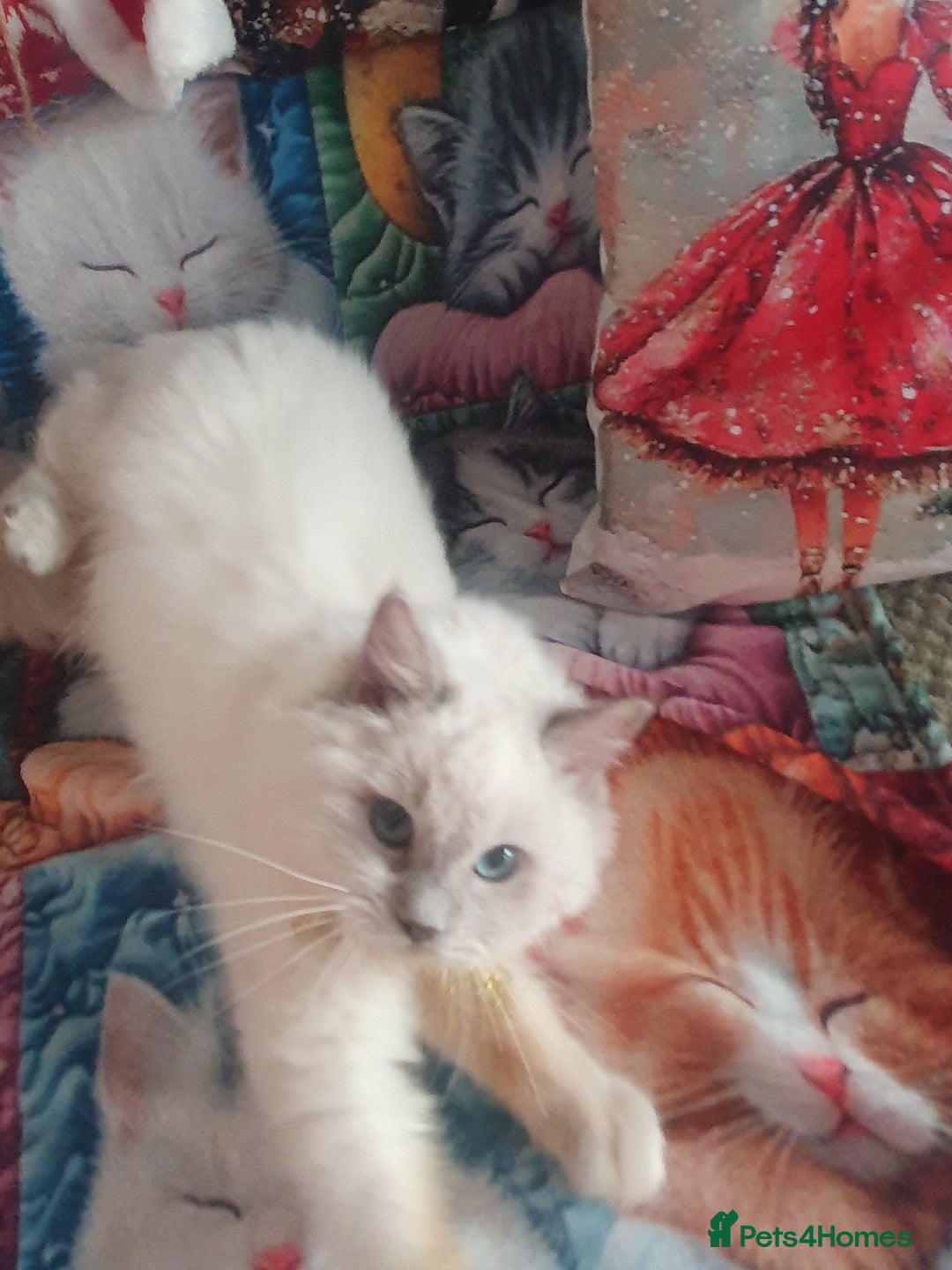 Ragdoll cats for sale: Mink & traditional Ragdolls - Advert 21