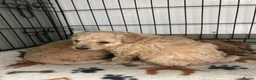 Cockapoo dogs for sale: Cockapoo Puppies Looking for Loving Homes - Advert 14