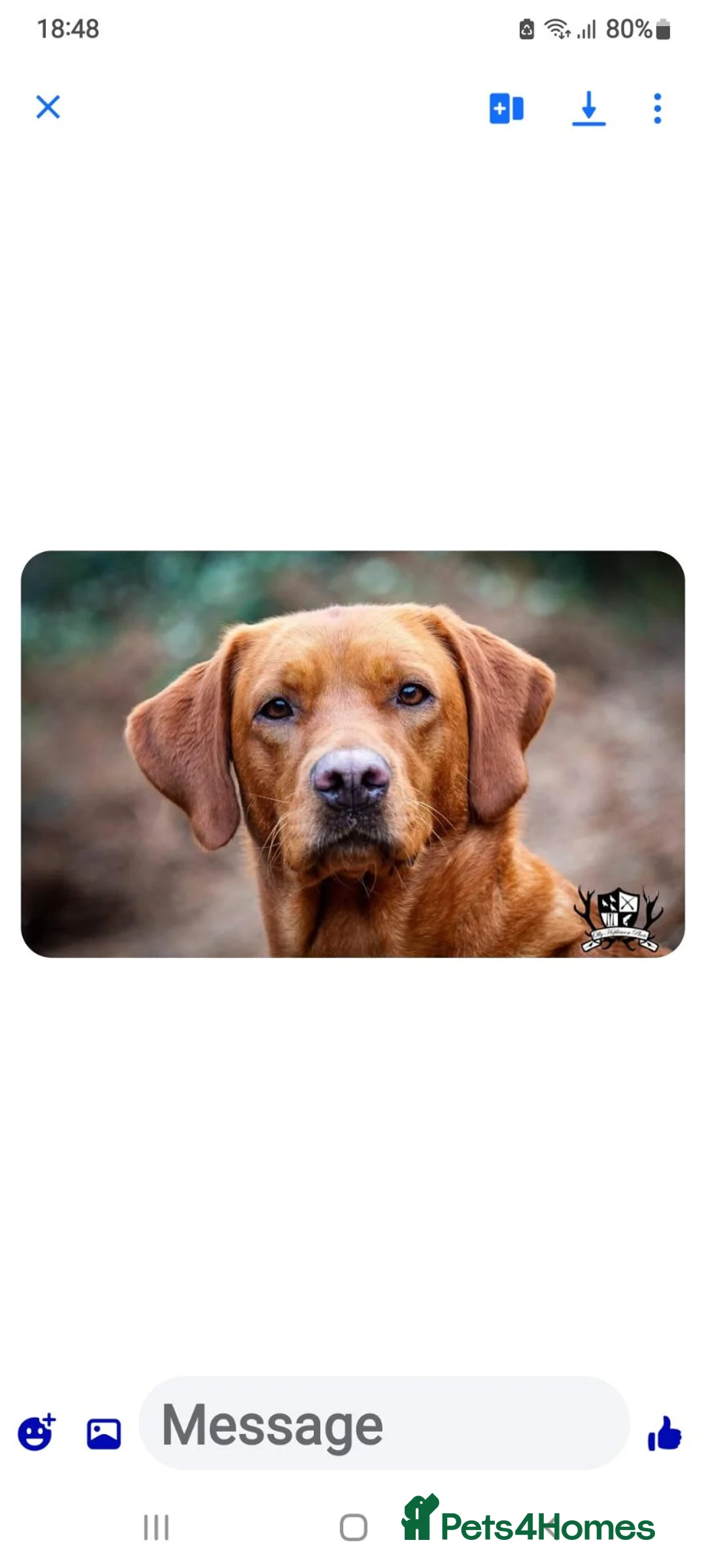 Labrador Retriever dogs for sale: Kc registered Labradors  in Pontypool - Advert 5