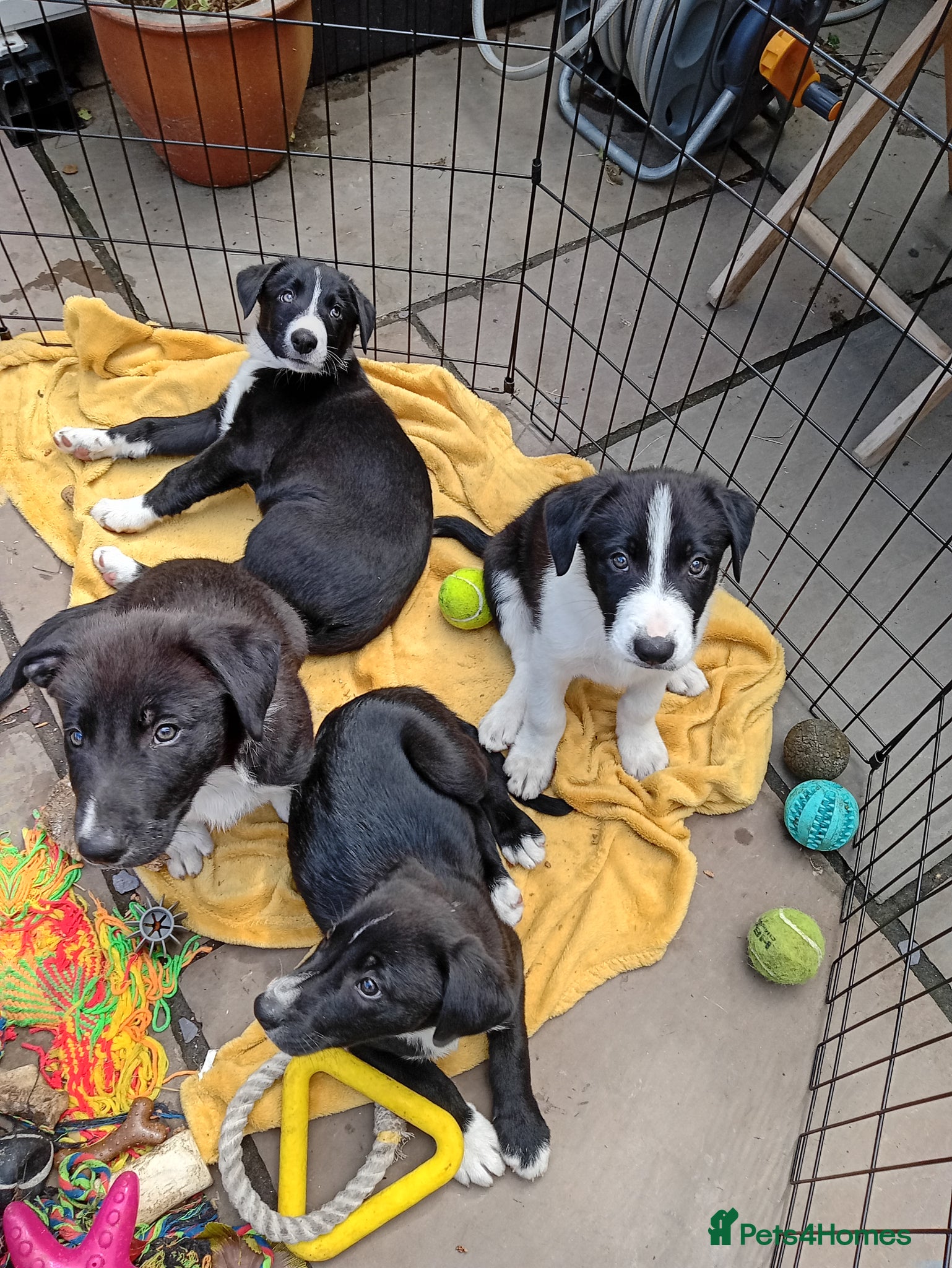 Border Collie dogs Border Collie Puppies  - Advert 10