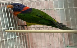 Lorikeets birds for sale: Rainbow lorikeet - Image 6