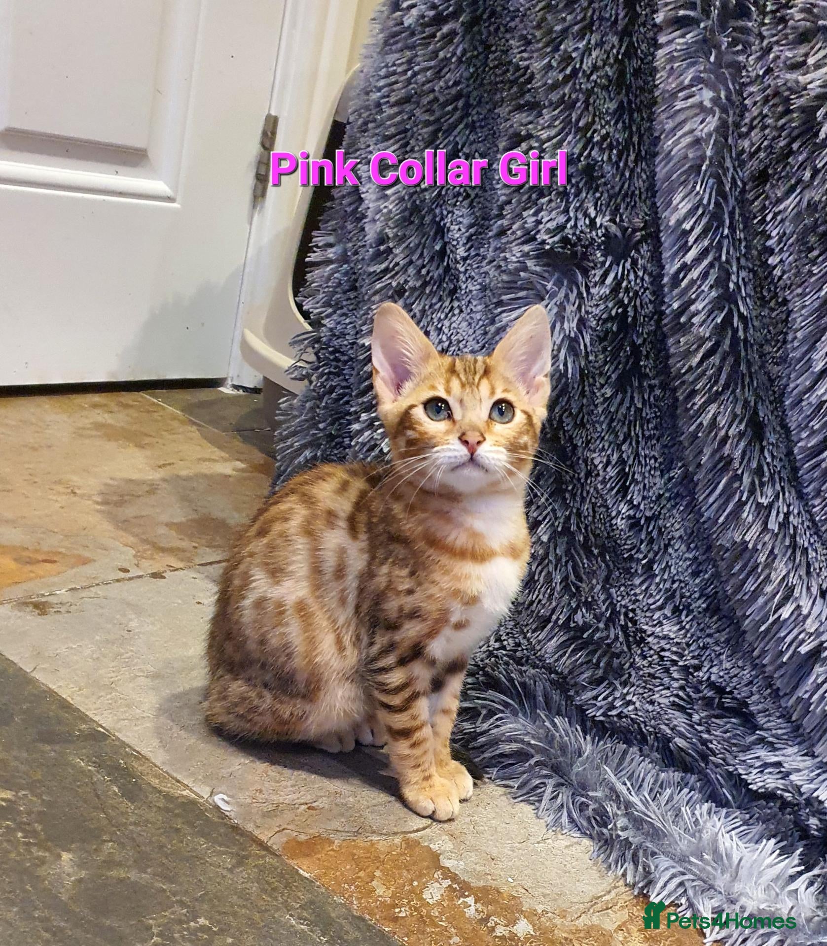 Bengal cats for sale: 💖Very Beautiful Bengal Kittens. - Advert 1