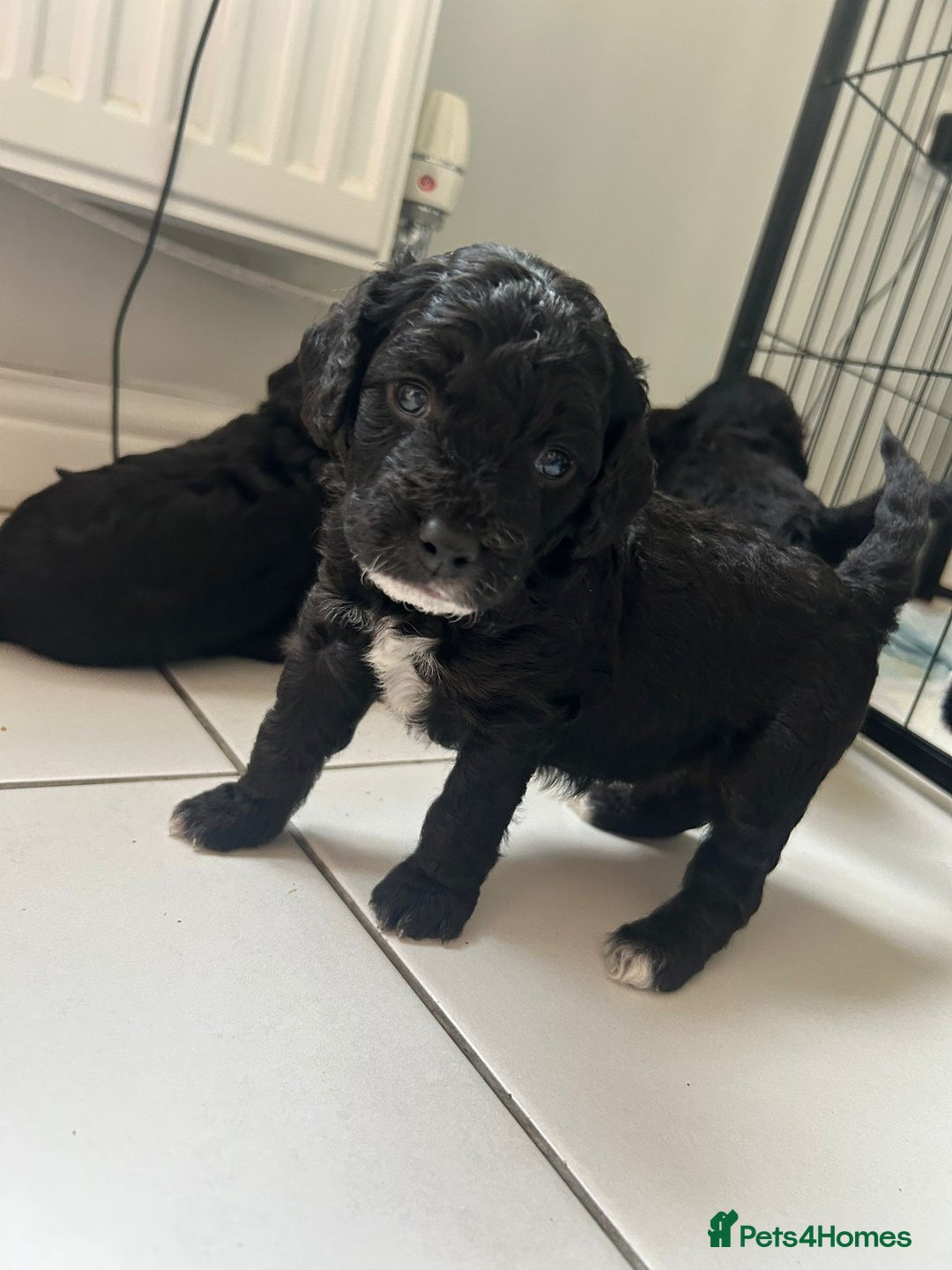 Cockapoo dogs for sale: Cockapoos  - Image 7
