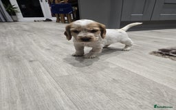 Cocker Spaniel dogs for sale: Show Cocker Spaniel  - Image 18