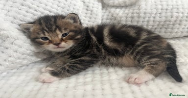 British Shorthair cats - Advert 13