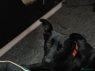 Mixed Breed dogs Madjeska shepherd for sale - Advert 4