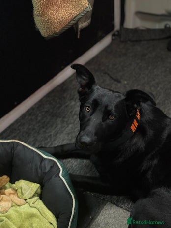 Mixed Breed dogs Madjeska shepherd for sale - Advert 1