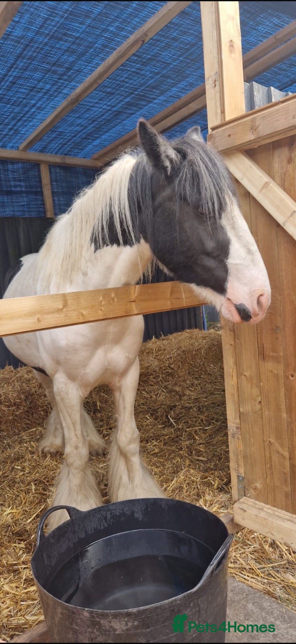 Irish Cob horses Molly - Advert 1
