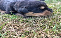 Rottweiler dogs for sale: Stunning Rottweiler puppies  - Image 3