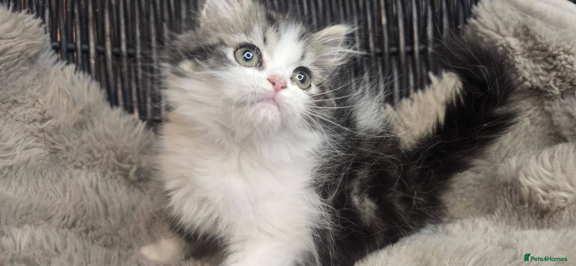 Persian cats Beautiful Persian babies available now reduced  - Advert 1