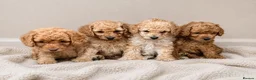 Cockapoo dogs for sale: Beautiful male cockapoo puppy  - Advert 3