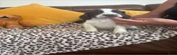 Sprocker dogs for sale: Sprocker spaniel puppies - Advert 16