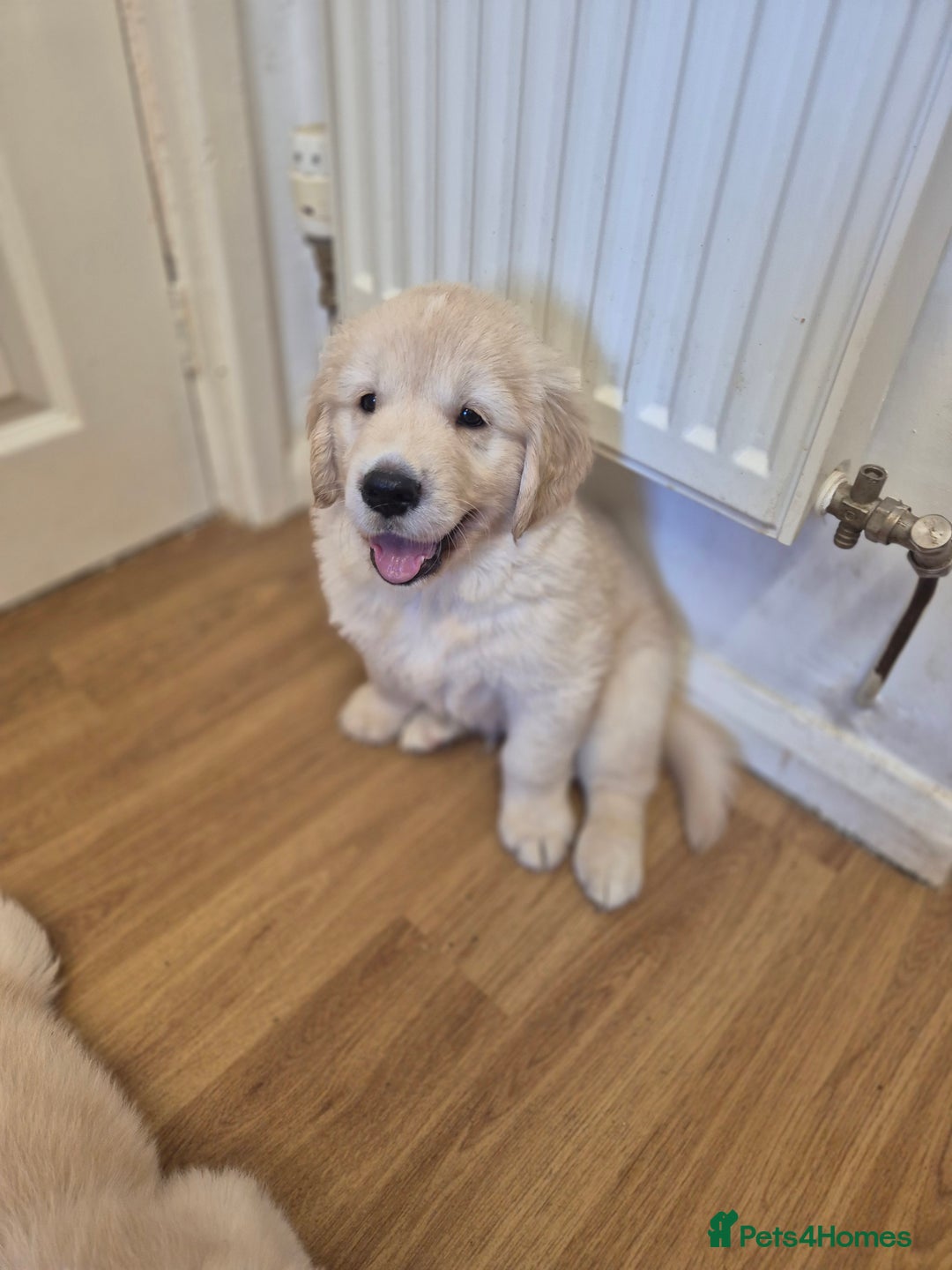 Golden Retriever dogs for sale: Golden retriever puppies  - Image 8