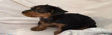 Yorkshire Terrier 4