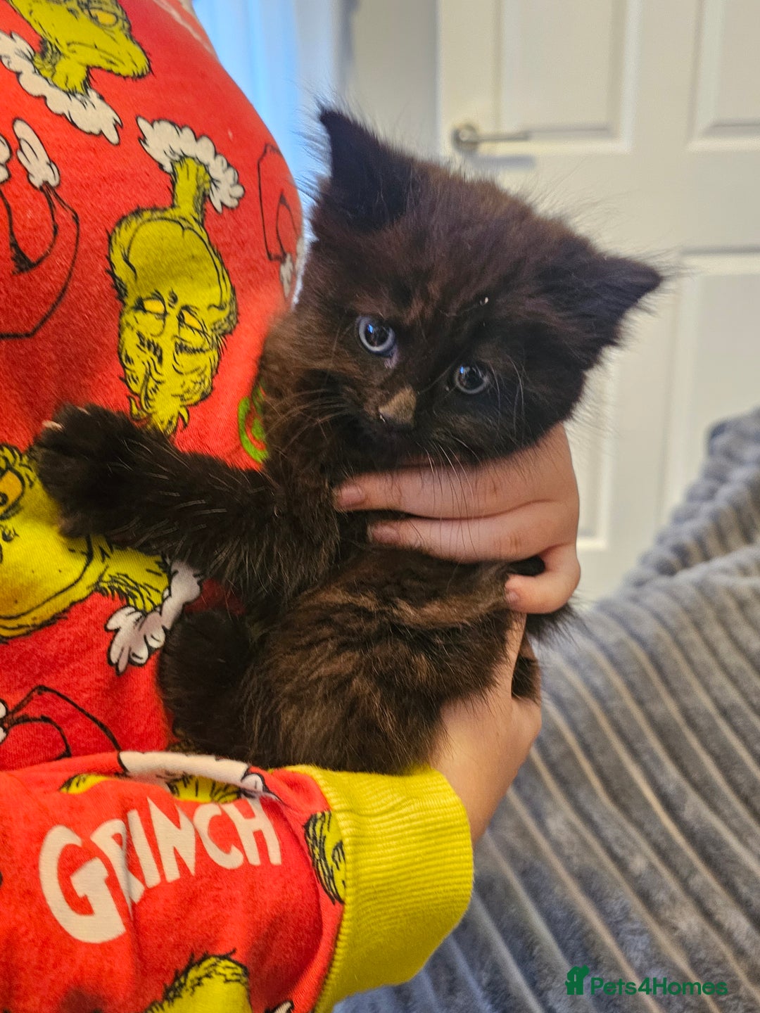 Mixed Breed cats for sale: Beautiful kittens - Advert 2