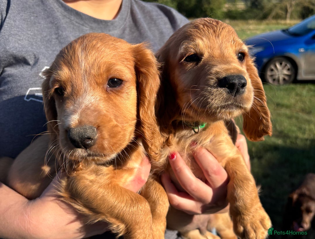 Cocker Spaniel dogs for sale: Ready To Go Now Lovely Cocker Spaniel Puppies - Image 1