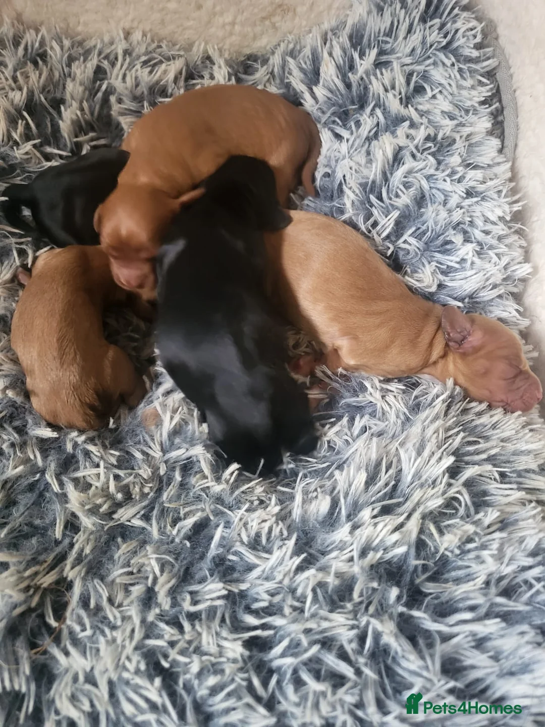 Cocker Spaniel dogs for stud: Health Tested KC Cocker Spaniel  - Advert 12