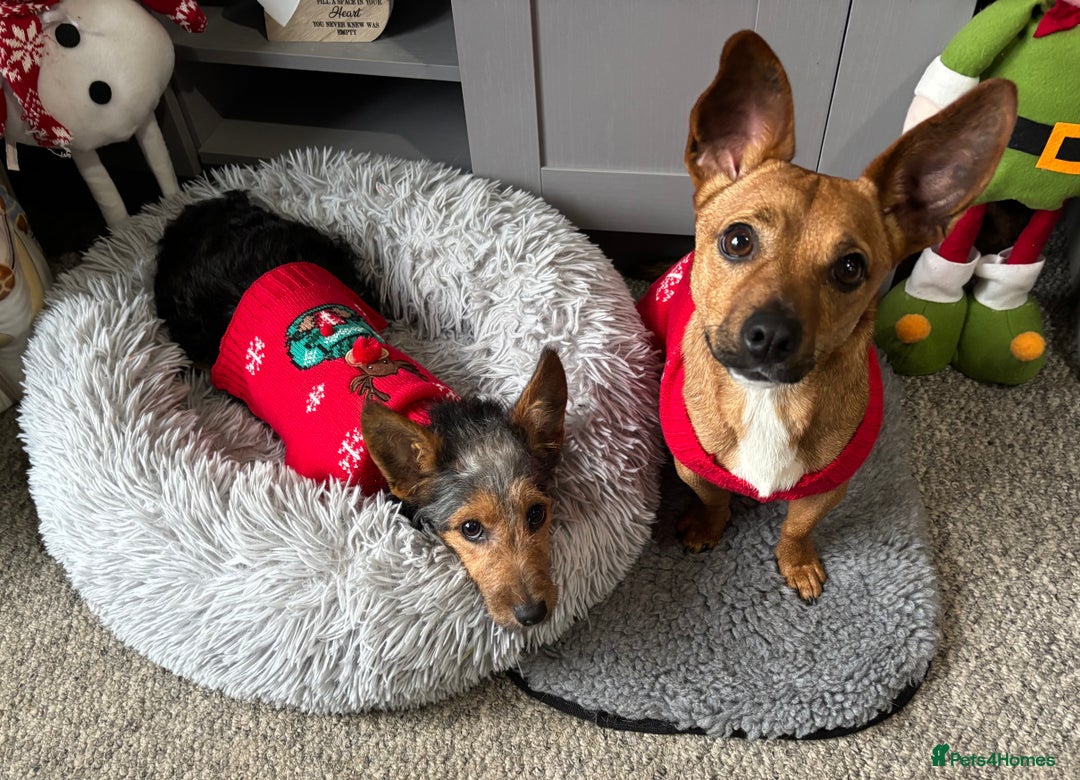 Jack Russell dogs for sale: 7 month old dog jack Russell, last from litter - Advert 4