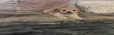  Puppy 2