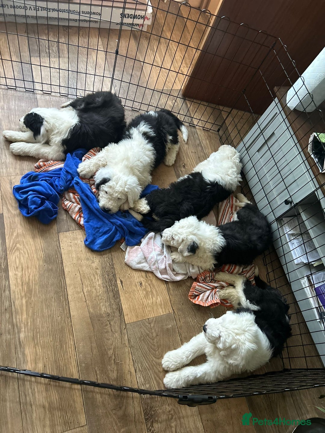Old English Sheepdog dogs for sale: Kc Registered Old English Sheepdogs  - Advert 9