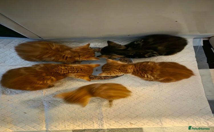 British Shorthair cats Rare ginger females. 1 male. British shorthair - Advert 7