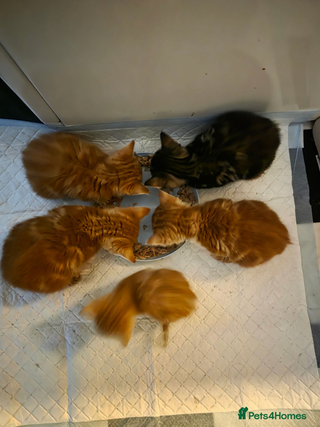 British Shorthair cats for sale: Rare ginger females. 1 male. British shorthair - Advert 3