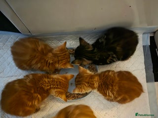 British Shorthair cats Rare ginger females. 1 male. British shorthair - Advert 12