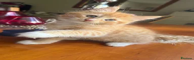 Ginger Boy 1