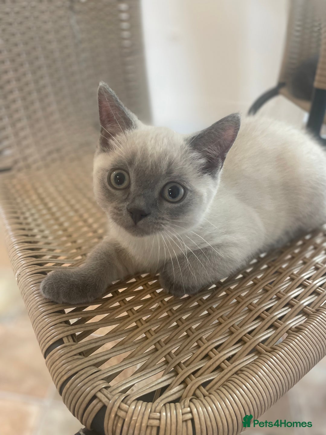Russian Blue cats for sale: Russian blue British shorthair kittens - Image 8