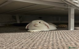 Mini Lop rabbits for sale: Biscuit & Blossom  - Image 3