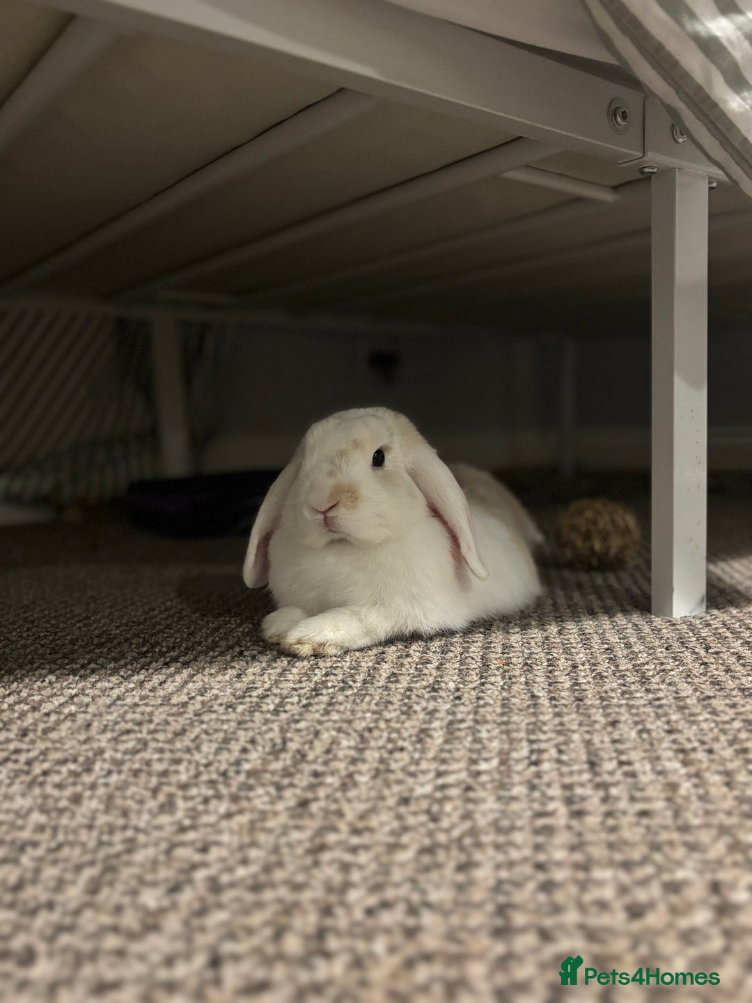 Mini Lop rabbits for sale: Biscuit & Blossom  - Image 3