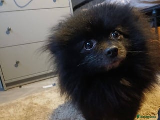 Pomeranian dogs 1 male and one female pomeranian - Advert 18