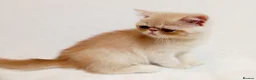 Exotic cats for sale: 2 Chubby Kittens - Advert 9