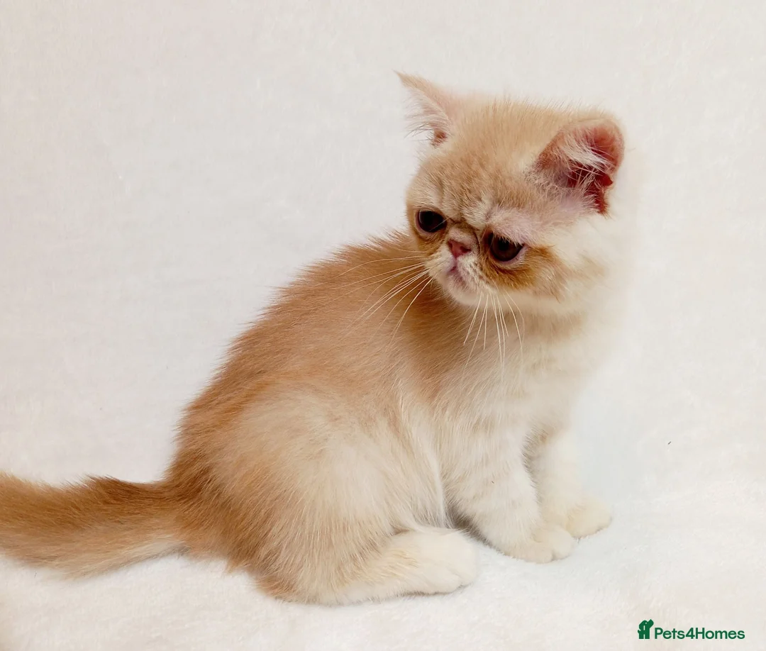 Exotic cats for sale: 2 Chubby Kittens with Pedigree - Advert 2