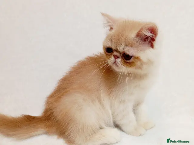 Exotic cats for sale: 2 Chubby Kittens with Pedigree - Advert 3