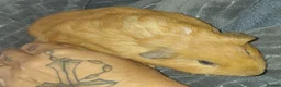 Guinea Pig rodents for sale: Ginger guinea pig  - Advert 2