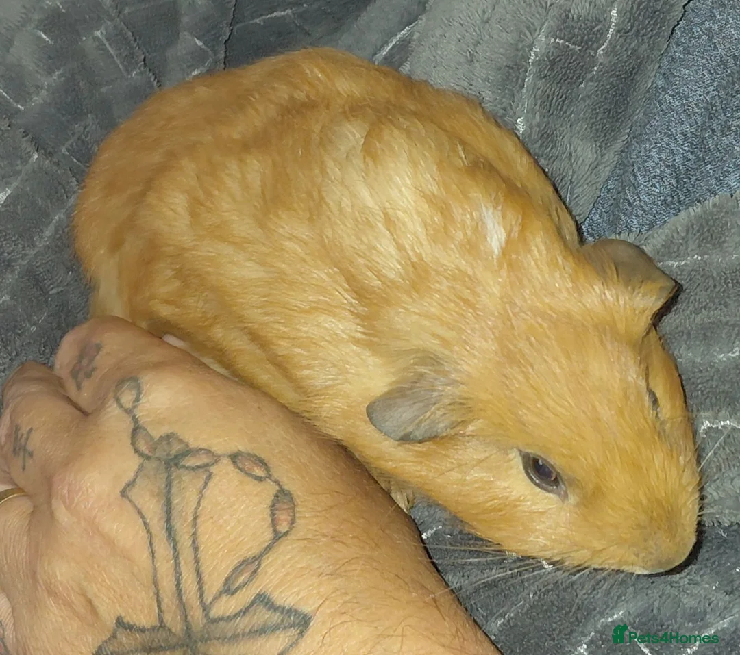 Guinea Pig rodents for sale: Ginger guinea pig  - Advert 2